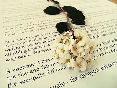 white cluster flowers on white paper closeup photography thumbnail