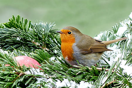 orange and brown bird thumbnail