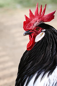 macro photography of a rooster thumbnail