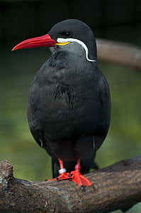 black and red bird during daytime thumbnail