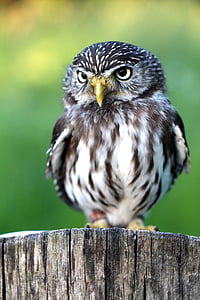 black and white owl thumbnail