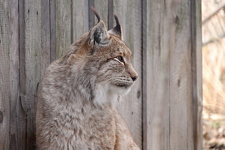 close up photo of lynx thumbnail