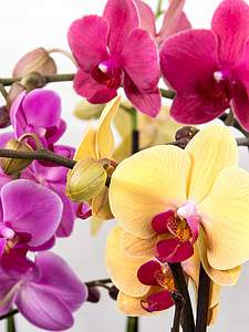 yellow, red, and purple petal flowers thumbnail