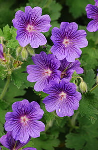 purple flowers thumbnail