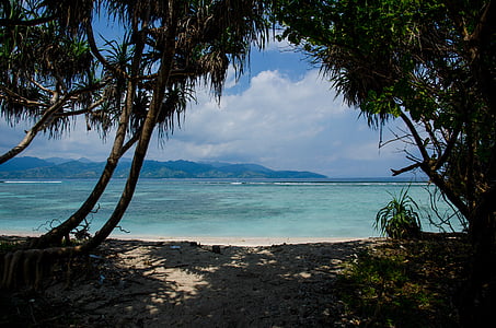 palm trees near seashore with calm water during daytie thumbnail