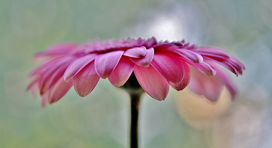 pink Gerbera daisy in bloom at at daytime thumbnail
