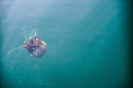jellyfish in ocean thumbnail