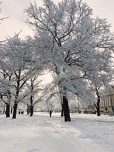 Person Standing Beside White Trees thumbnail