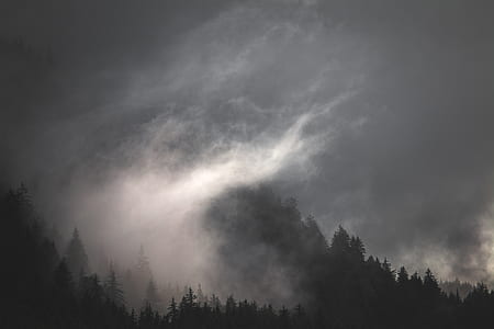 silhouette of pine trees during nighttime thumbnail