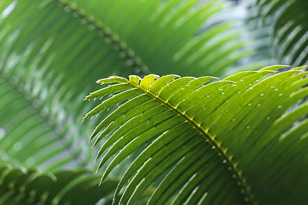 green leaf closed up photography thumbnail