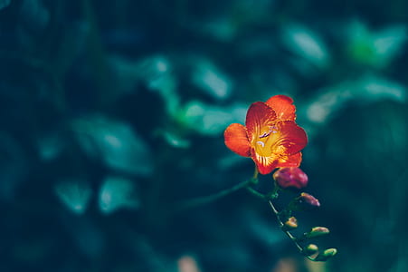orange freesia flowers macro photography thumbnail