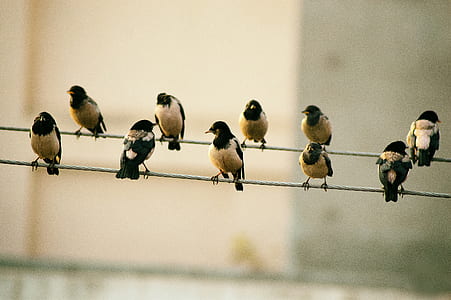 flock of black-and-white birds on strings thumbnail