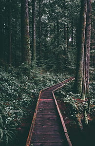 brown wooden pathway surrounded by trees thumbnail