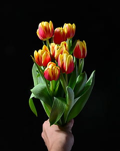 person holding red-and-yellow bouquet of flower thumbnail