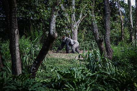 gorilla walking near trees thumbnail