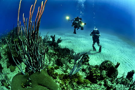 two divers on ocean bottom takes picture of coral reefs during daytime thumbnail