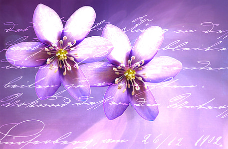 selective focus photography of two purple petaled flowers thumbnail