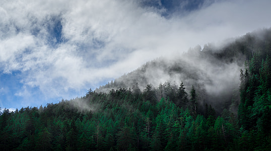 green leaf trees on mountain under gray clouds thumbnail