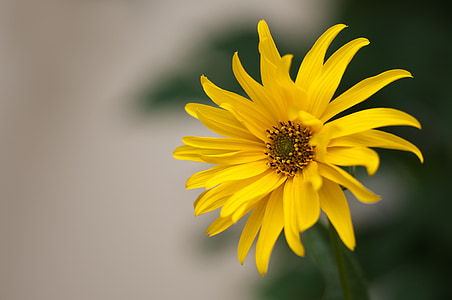 selective focus photography of yellow flower thumbnail