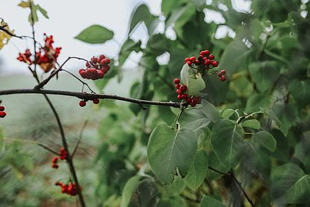 Red rowan on trees thumbnail