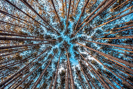 photography of forest during daytime thumbnail