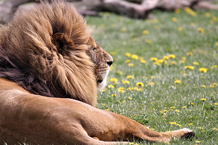 brown lion laying on green grasses thumbnail
