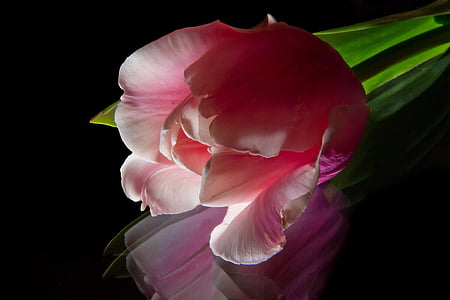 pink tulip in bloom close up photo thumbnail
