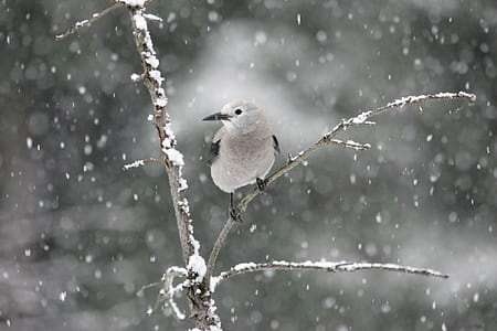 small gray bird perched on the tree during winter thumbnail