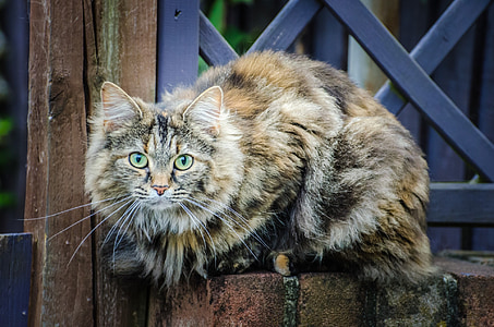 tortoiseshell cat thumbnail