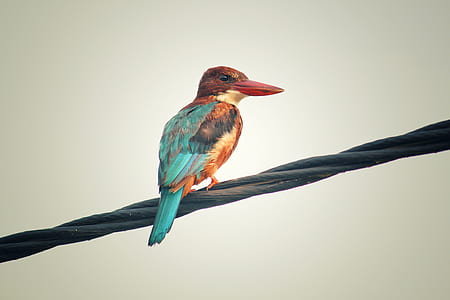 wood, flight, nature, bird thumbnail