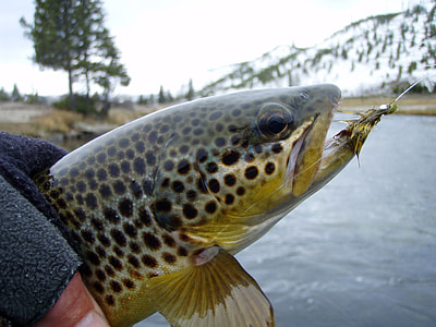 Brown Trout caught by Angler thumbnail