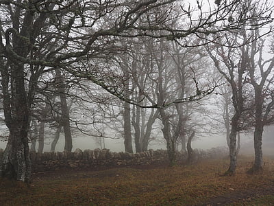 gray baretrees during daytime thumbnail