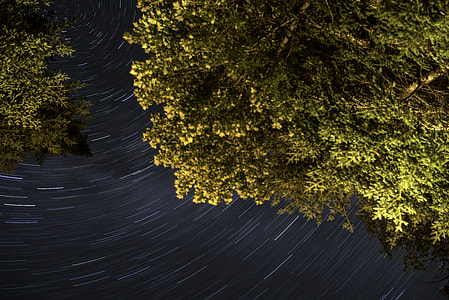 Tree and star-trails at Algonquin Provincial Park, Ontario thumbnail