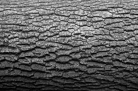 close-up photography of grey tree bark thumbnail