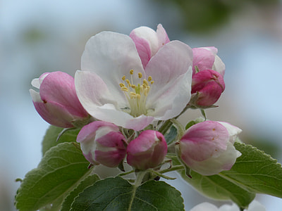 focused photo of a white and red petaled flower thumbnail
