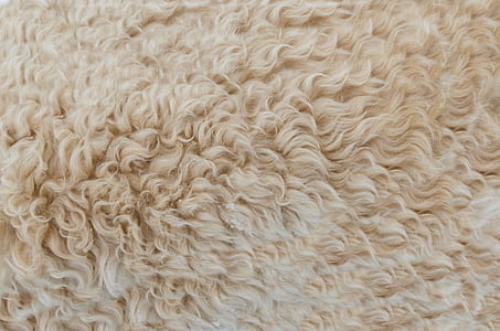 dry, pattern, texture, fur thumbnail