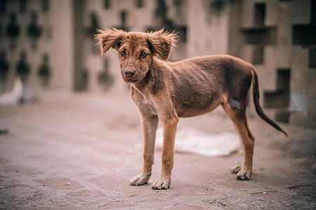 animal, dog, pet, eyes thumbnail
