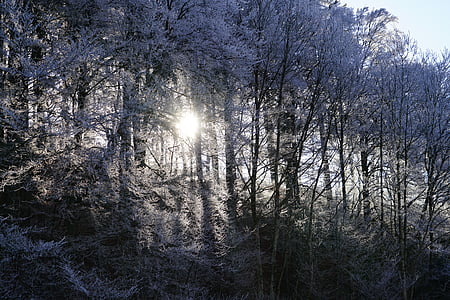 photo of white leafed trees thumbnail