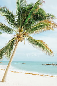 coconut tree on seashore during daytime thumbnail