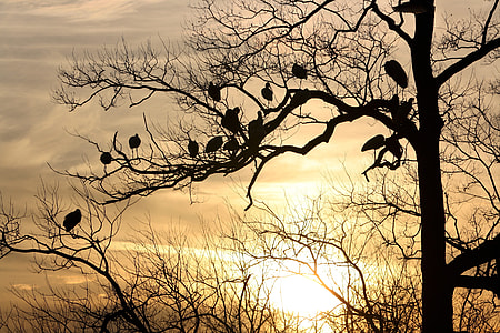 silhouette photo of bare tree and birds thumbnail