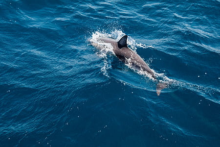 dolphin swimming on body of water thumbnail