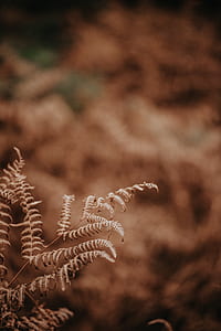 sephia photography of fern thumbnail
