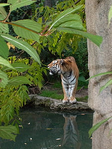 tiger stepping near body of water thumbnail