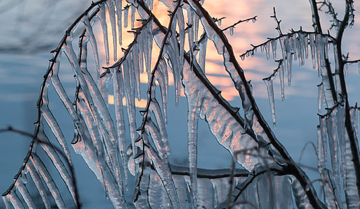 ice-covered brown twigs close-up photo during daytime thumbnail