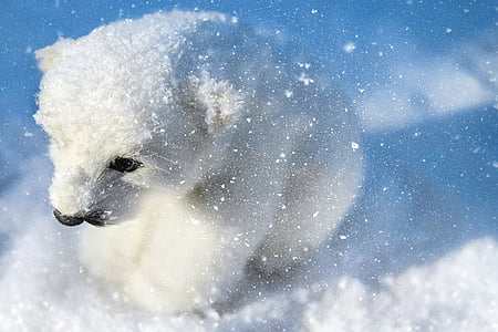 polar bear cub thumbnail