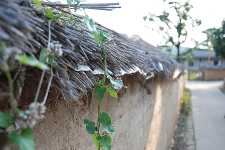 Thatch Roofed Hose, Old School thumbnail