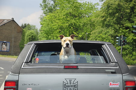 adult tan and white American pit bull terrier inside vehicle thumbnail