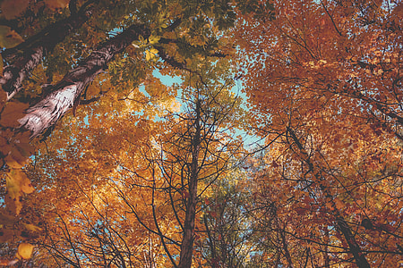 Trees in gorgeous Autumn/Fall colours in forest thumbnail