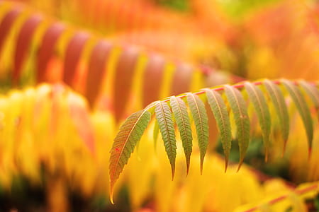 green leaves thumbnail