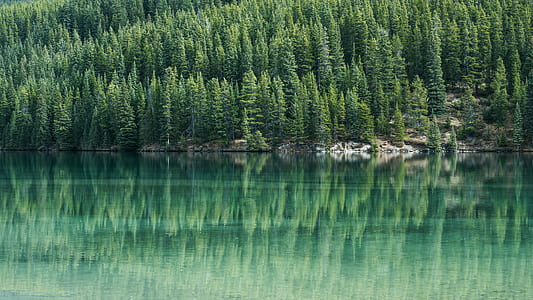 clean body of water surrounded by trees thumbnail